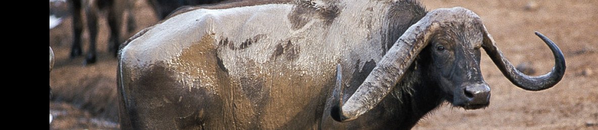 6-Day Marvelous Adventure in Africa - Luxury Safari