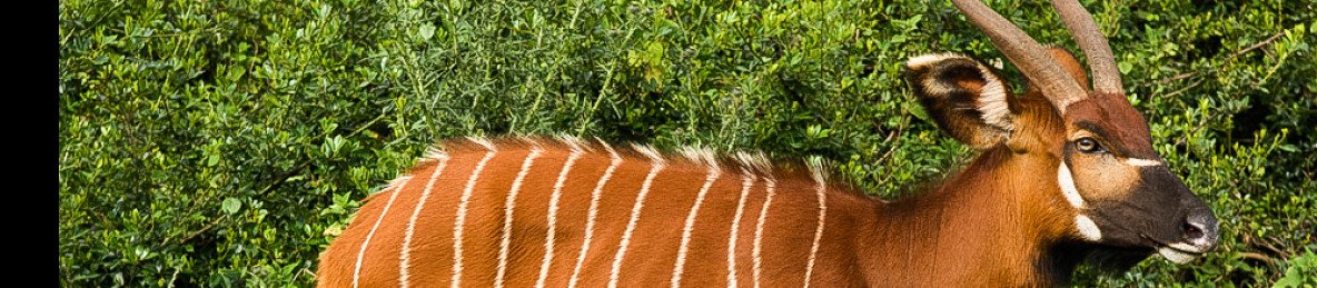 9-Day True African Wilderness Safari