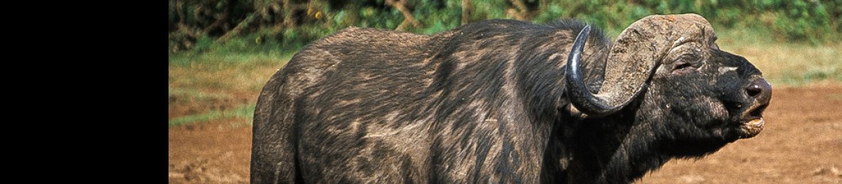 3-Day Maasai Mara Joining Safari