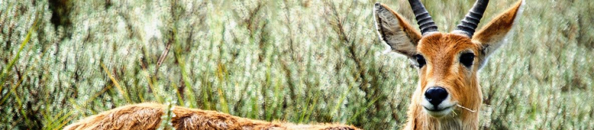 7-Day Of Kenya's Famous Parks Safari