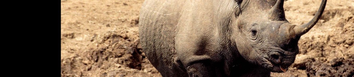 4-Day Amboseli Fly-in with Elewana Collection