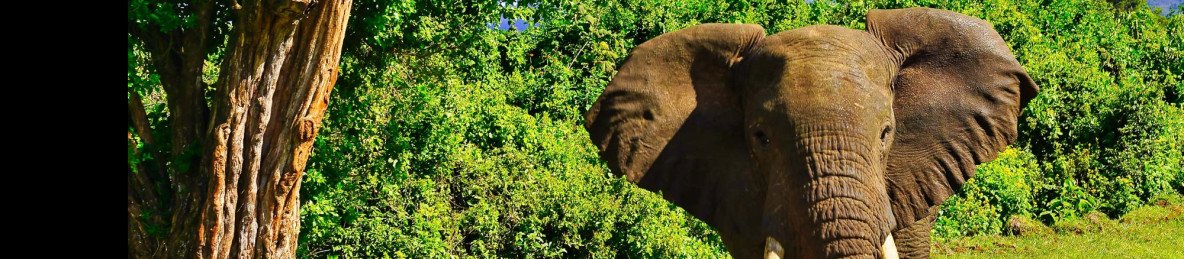 4-Day Amboseli, Tsavo East Drop off Mombasa or Diani