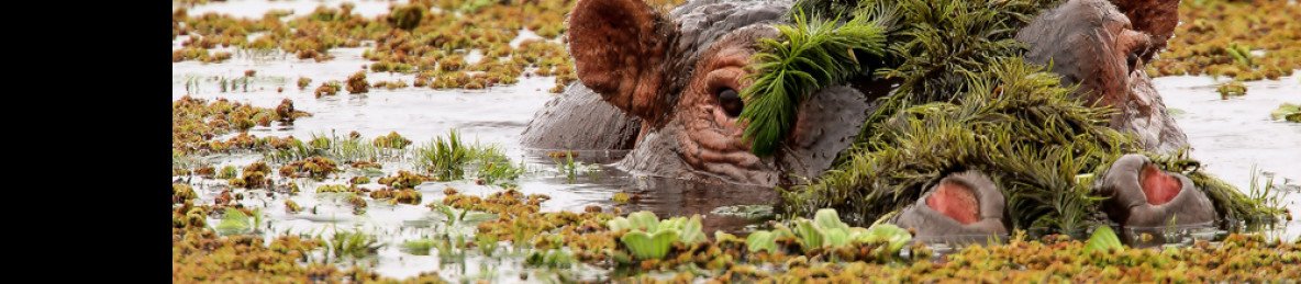 6-Day Safari Expedition Across Mara, Nakuru & Amboseli