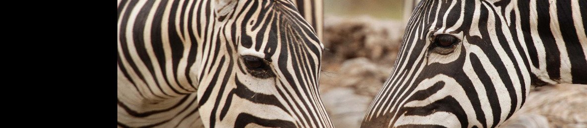 4-Day Lake Nakuru, Masai Mara Big Five Safari Experience