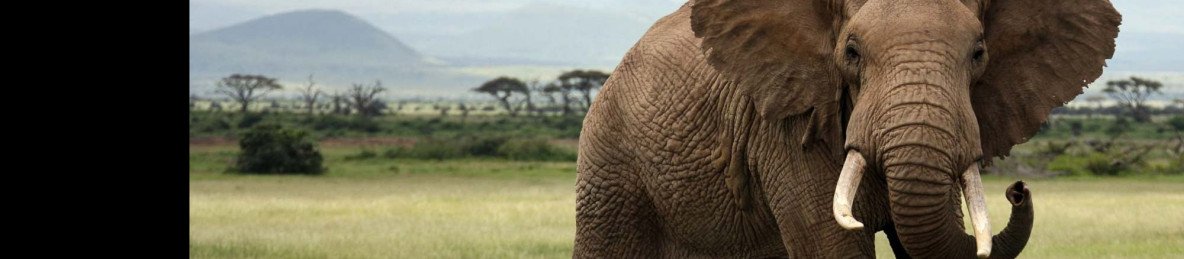 6-Day Maasai Mara, Serengeti & Ngorongoro Fly Safari