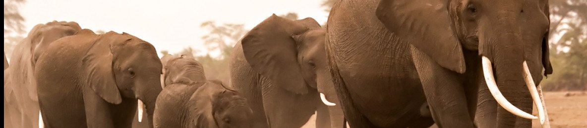 3-Day Amboseli and Tsavo West Safari from Coast