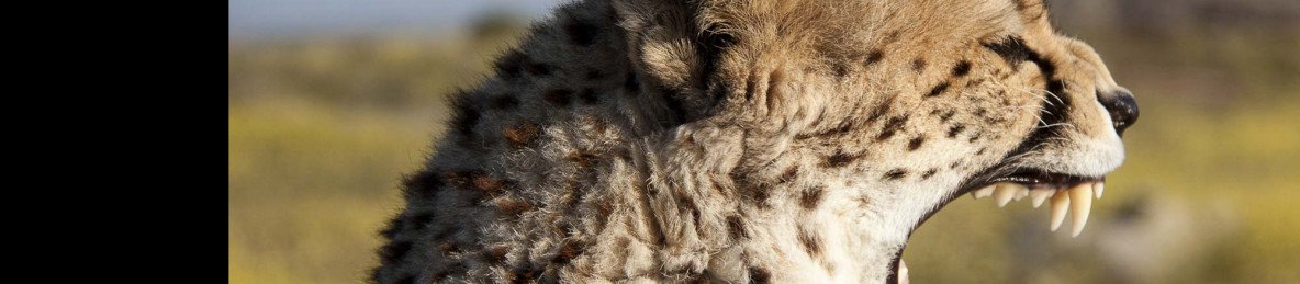 3-Day Amboseli National Park - the Land of Kilimanjaro