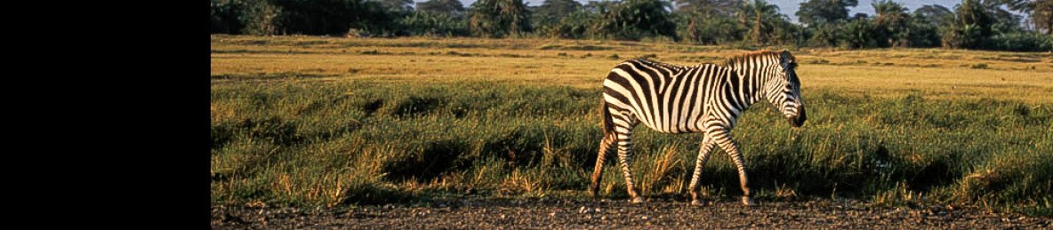3-Day Nyati Safari Camp Budget Amboseli Private Tour