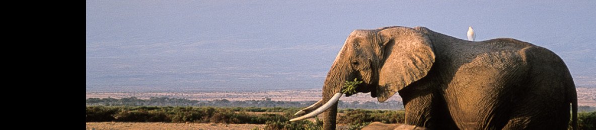 5-Day Amboseli Tsavo West & East