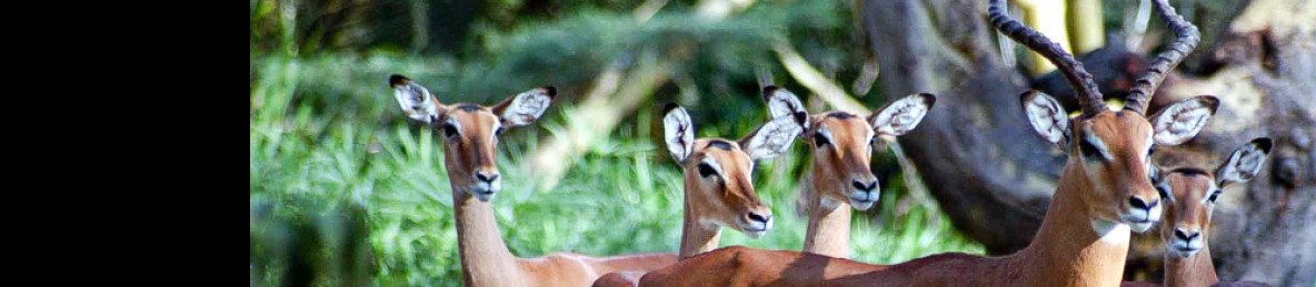 1-Day Nairobi Kenya National Park Full Tour