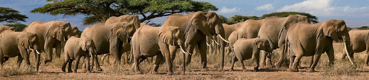 12-Day Kenya-Tanzania Wilderness Adventure Safari Magic