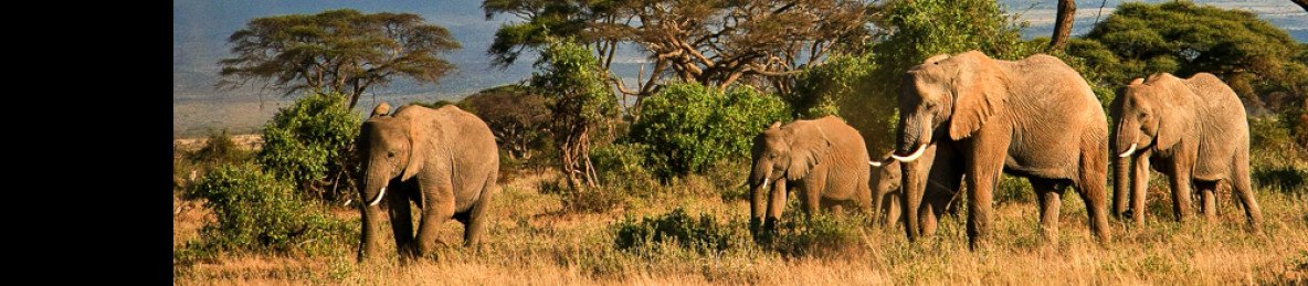 4-Day Amboseli Safari Adventure with Emali Sgr Drop-off