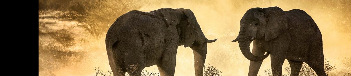 10-Day Fly-in Luxury Game Safari in Kenya