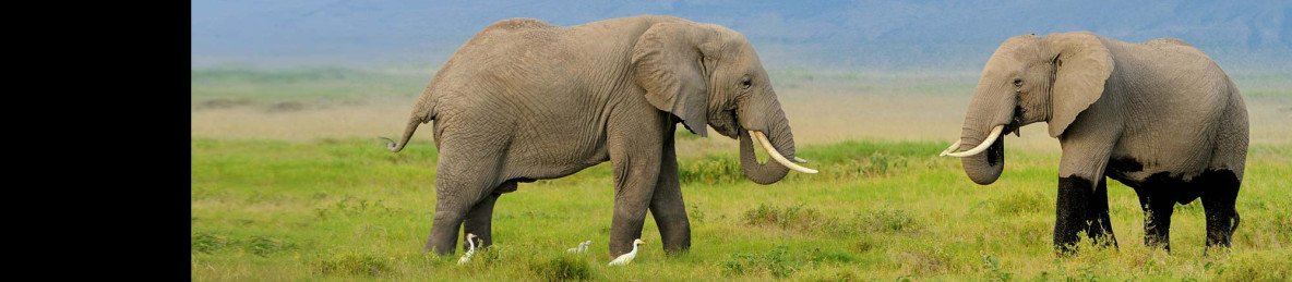 9-Day Luxury Safari Par Excellence