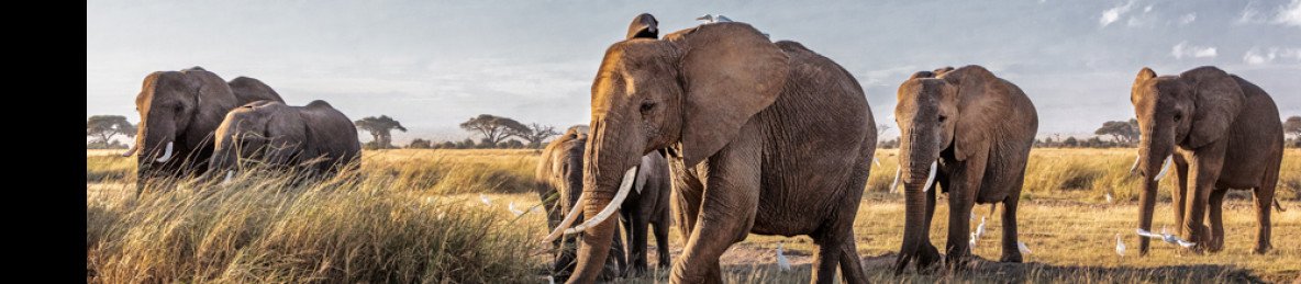 5-Day Affordable Amboseli & Tsavo Safari