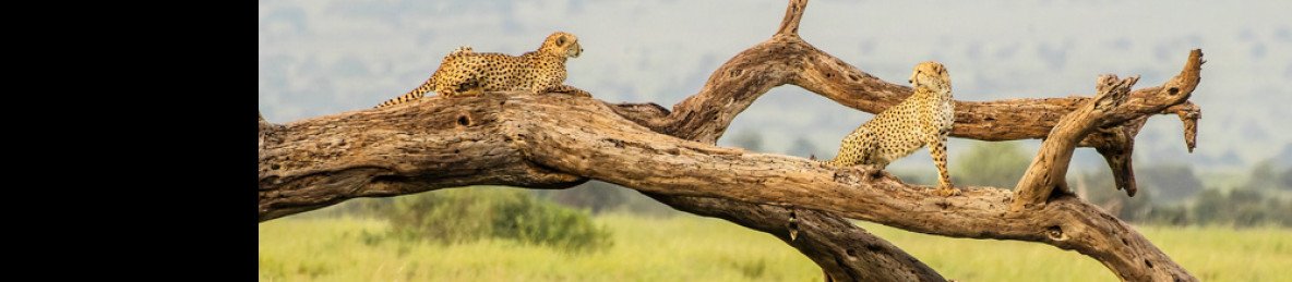 3-Day Tour Amboseli National Park from Mombasa-Nairobi