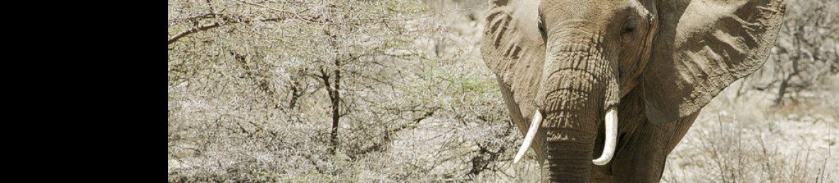 3-Day Luxurious Safari at Masai Mara National Reserve