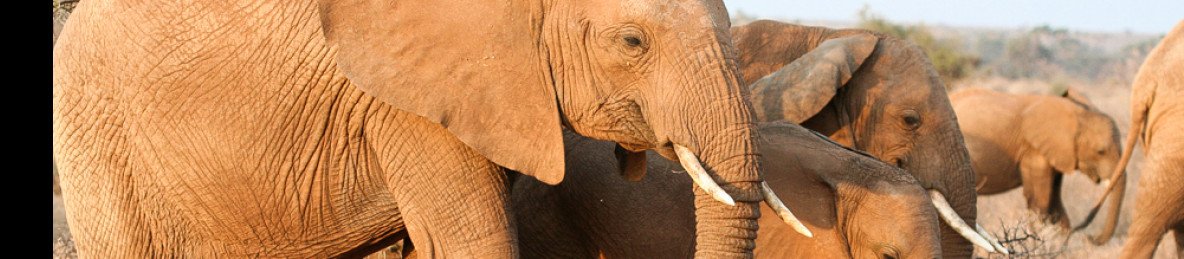 10-Day Ultimate Best Value Kenya & Tanzania Budget Safari