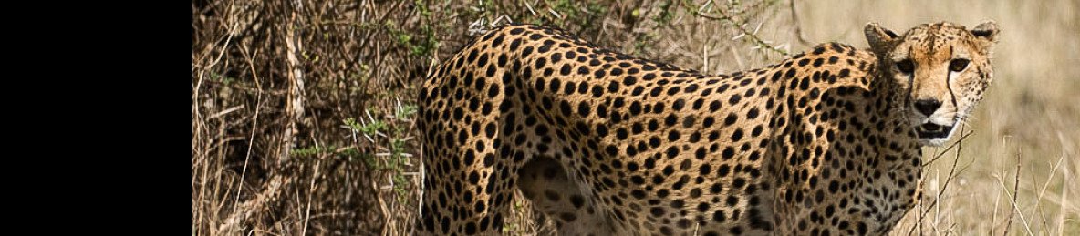 3-Day Samburu Simba Lodge Private Tour Safari