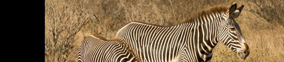 11-Day The Big Five & Rare Special Five Adventure Safari