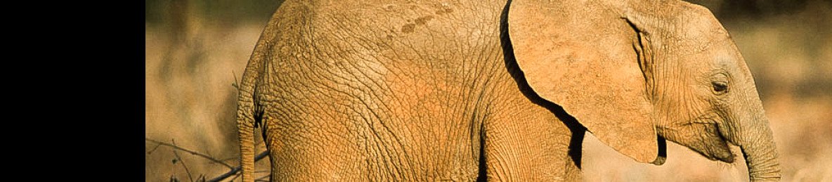6-Day Northern Kenya's Conservation Journey