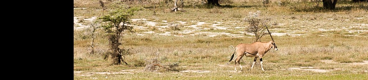 10-Day Roaring Kenya in a Pop-up Mini Van
