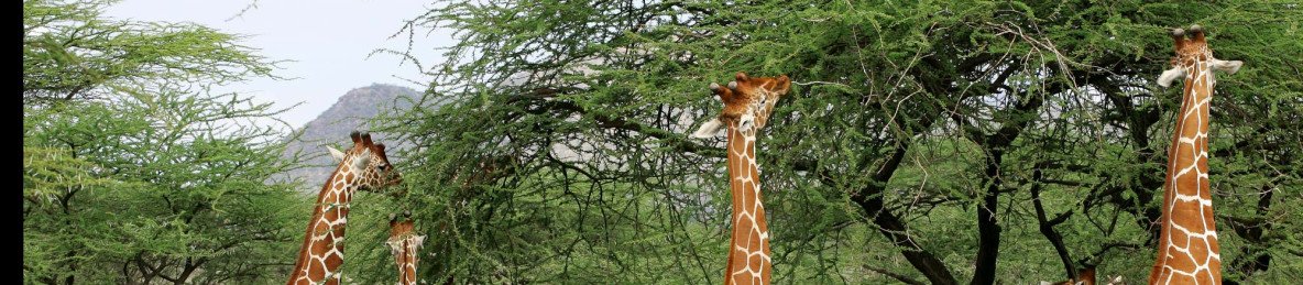 2-Day Day Ngutuni Sanctuary Safari from Diani/Mombasa