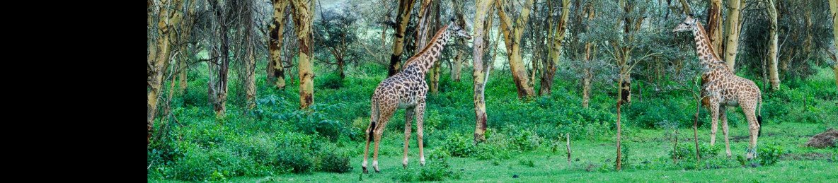 3-Day Explore the Beauty of Nairobi City and the Park