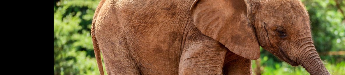 4-Day Big Tusker Safari – Tsavo and Amboseli Journey