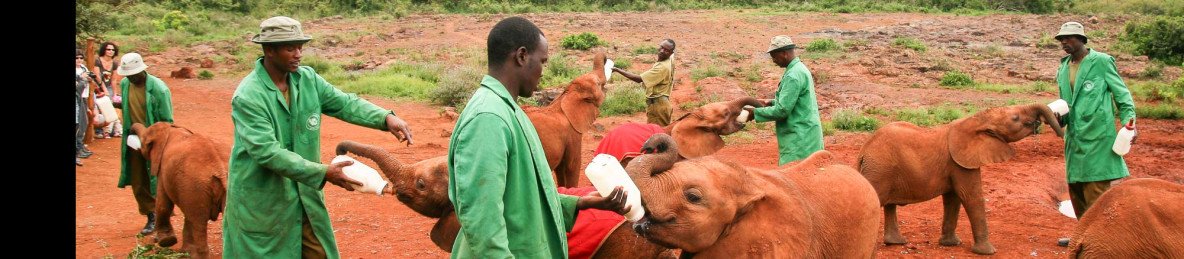 1-Day Nairobi Wildlife Attractions and City Tour
