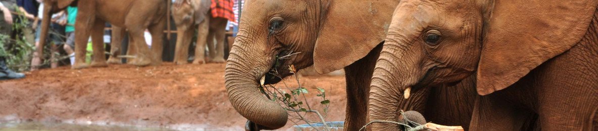 5-Day Amboseli to Diani/Watamu via Salt Lick Safari