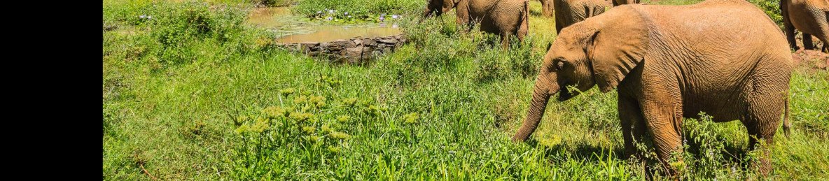 6-Day Wild Horizons Safari