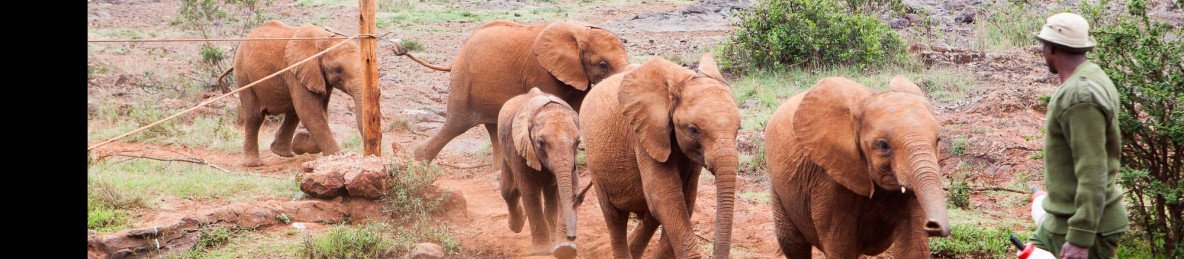 4-Day Tour to Diani/Watamu/Mombasa via Tsavo & Amboseli