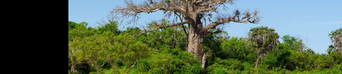 ½-Day Morning/Afternoon Diani Village Bush Private Tour