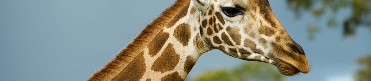 2-Day Masai Mara & Maasai Village Budget Safari