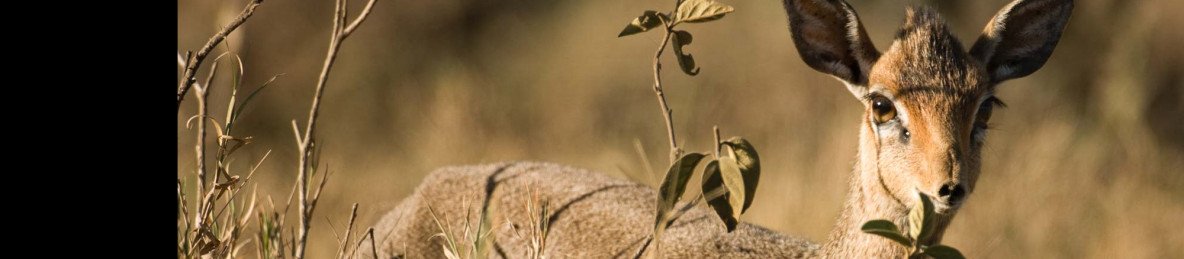 12-Day Combined Kenya and Tanzania Adventure Safari