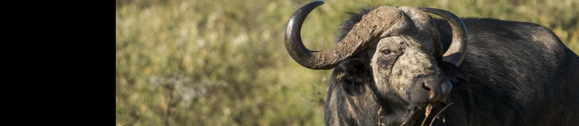3-Day Luxury Masai Mara Safari Experience
