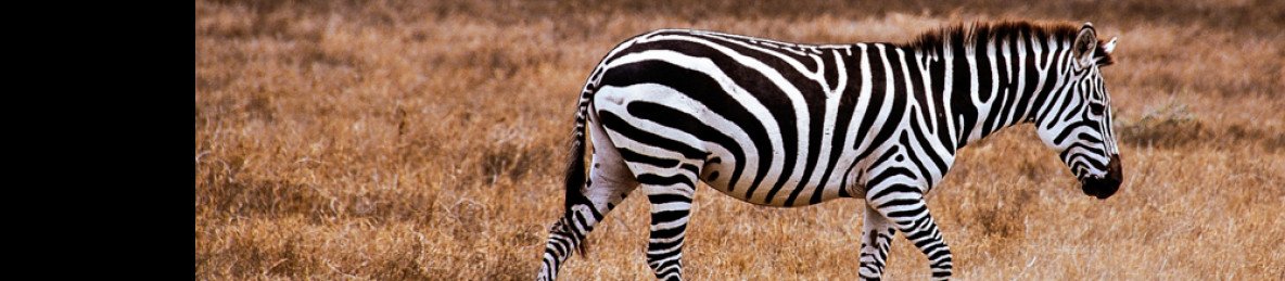 4-Day Maasai Mara & Lake Nakuru Group Joining Safari