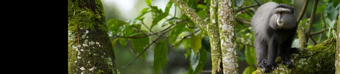 1-Day Kiambethu Tea Farm Guided Tour with Lunch