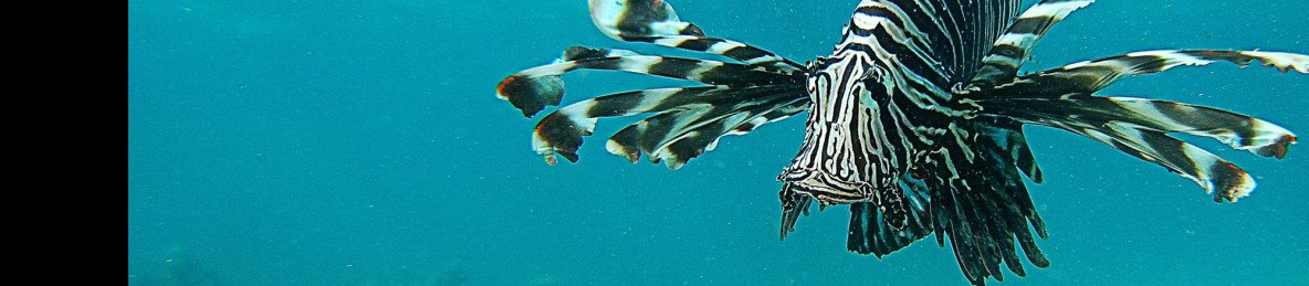 1-Day Tour to Wasini Island for Dolphin & Snorkelling