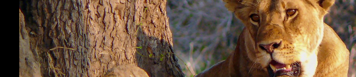 1-Day Epic Safari Adventure from Mombasa to Tsavo East