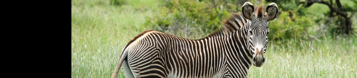 3-Day Amboseli Wildlife Adventure