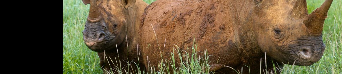 14-Day Grand Kenya Wildlife Safari - Best of Kenya