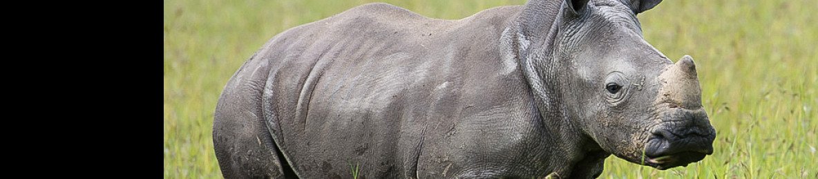 8-Day Exploring the Wild Marvels of Kenya (Luxury Tour)