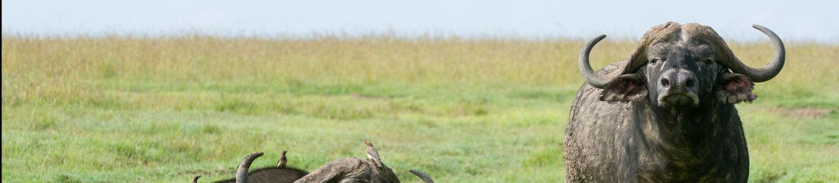 14-Day Combined Kenya and Tanzania Relaxed Luxury Safari