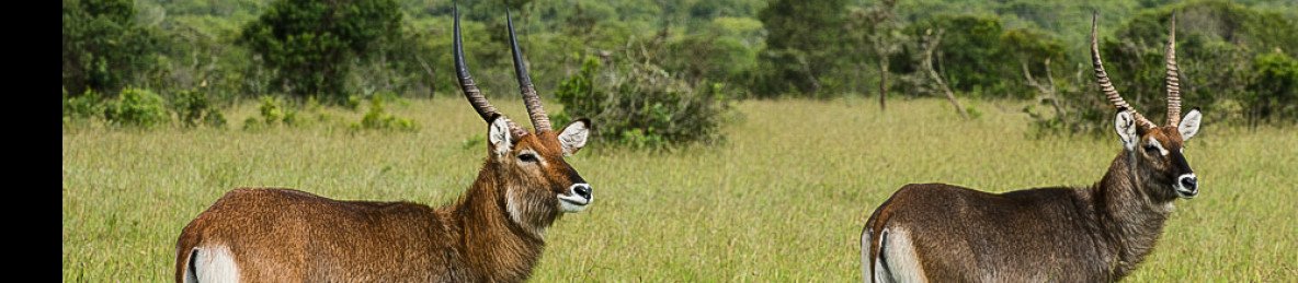 2-Day Masai Mara Kenya Group Budget Safari Tour
