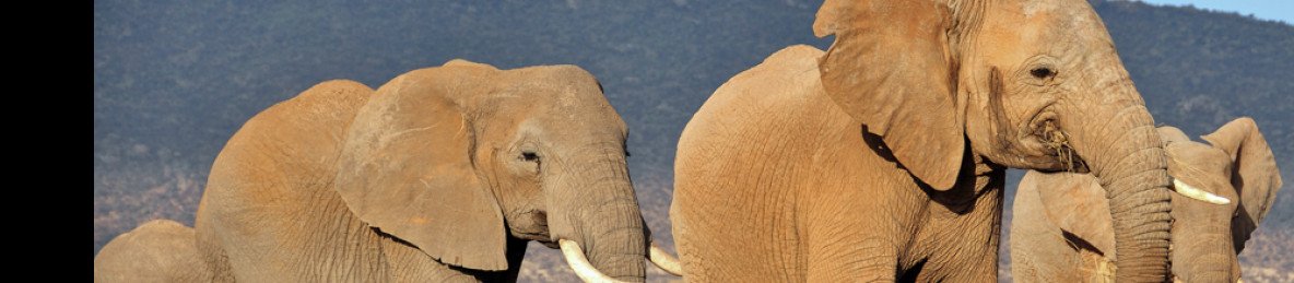 6-Day Photographic Safari in Kenya