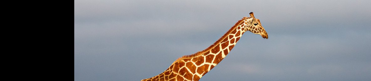 12-Day Ultimate Kenya Iconic Parks Safari