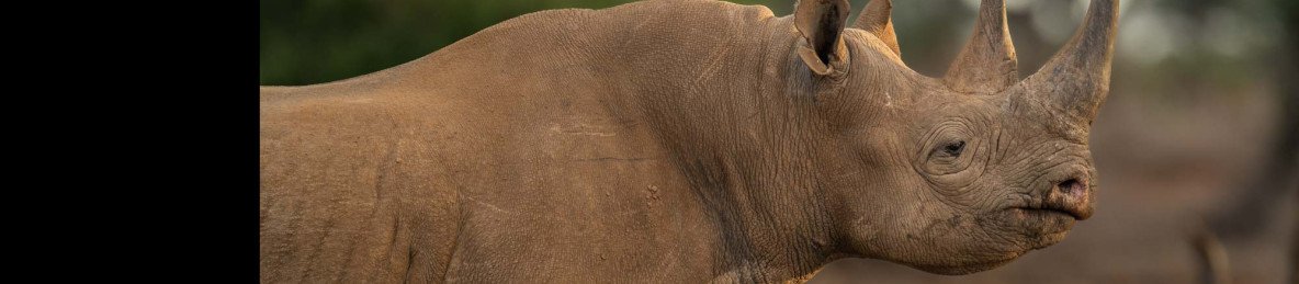 1-Day Ol Pejeta Big Five Tour & Northern Rhinos