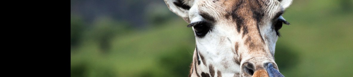 4-Day Premium Conservation Safari - Elsa Kopje Meru